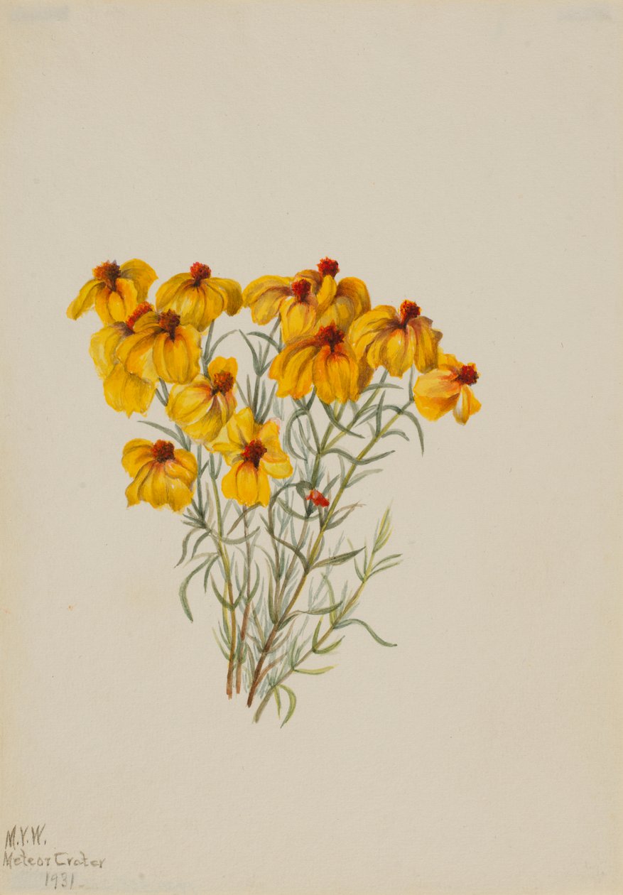 Zinnia (Zinnia grandiflora) af Mary Vaux Walcott