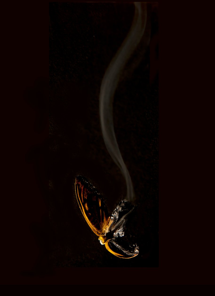Brændende sommerfugl 15, 2013 (Lambda print) af Mat Collishaw