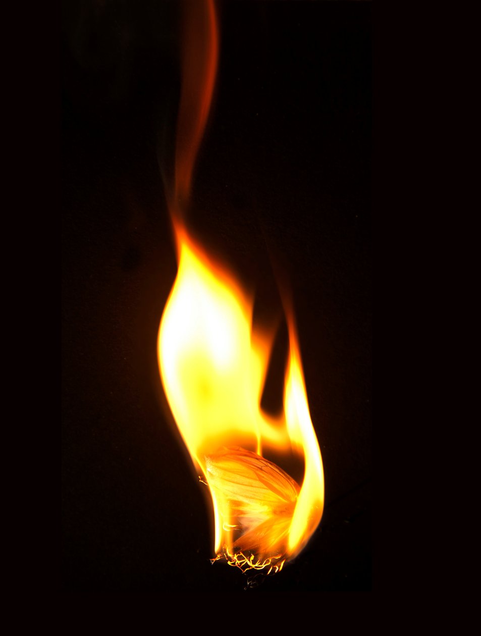Brændende sommerfugl 16, 2013 (Lambda print) af Mat Collishaw