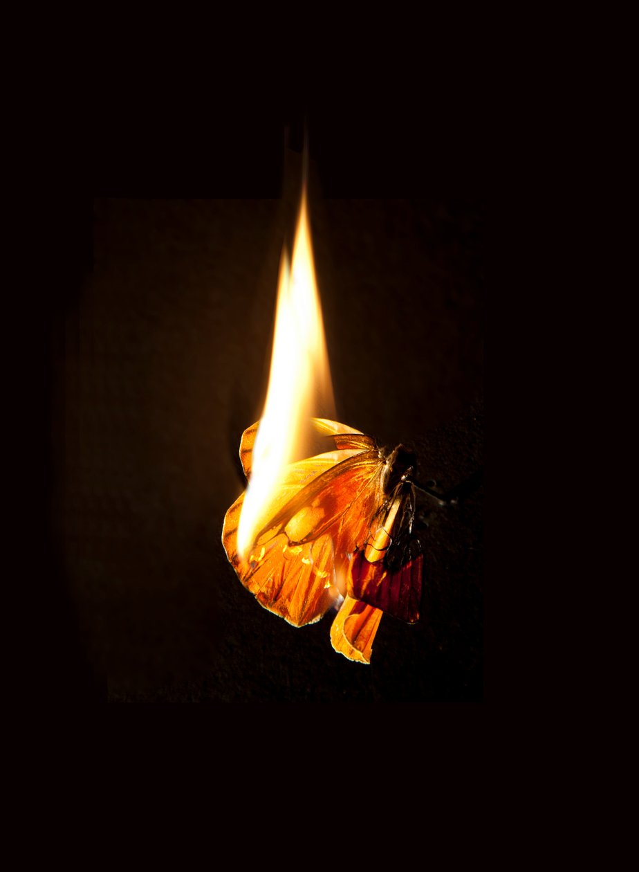 Brændende sommerfugl 17, 2013 (Lambda print) af Mat Collishaw