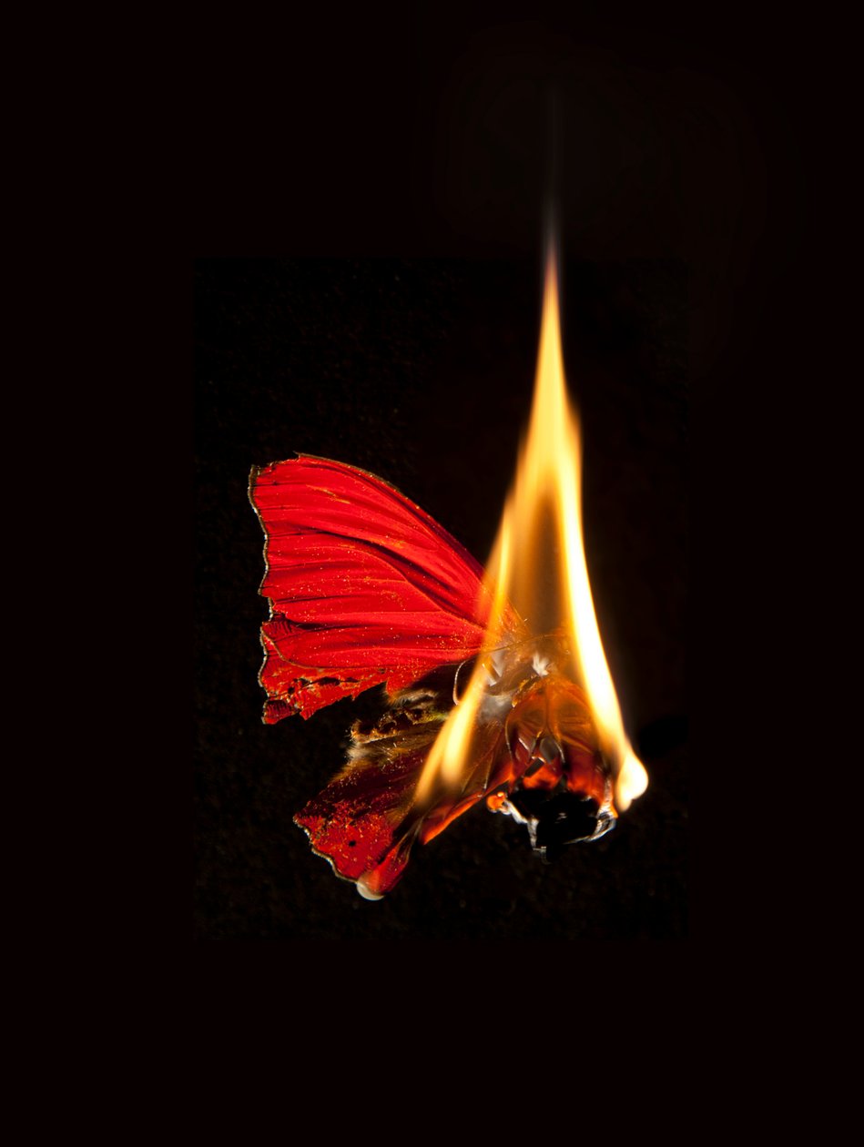 Brændende sommerfugl 18, 2013 (Lambda print) af Mat Collishaw