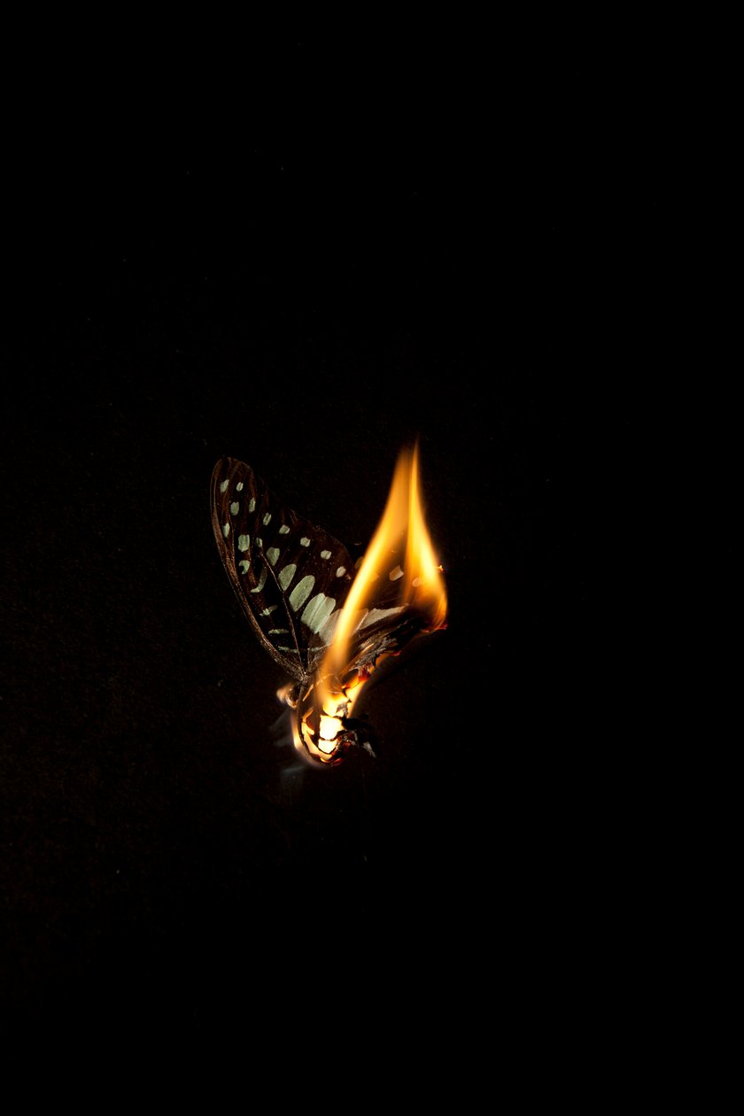 Brændende sommerfugl 1, 2013 (Lambda print) af Mat Collishaw