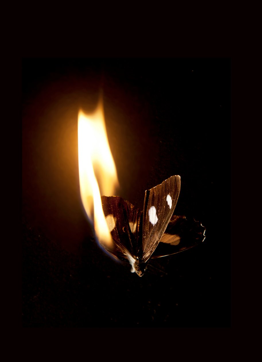 Brændende sommerfugl 21, 2013 (Lambda print) af Mat Collishaw