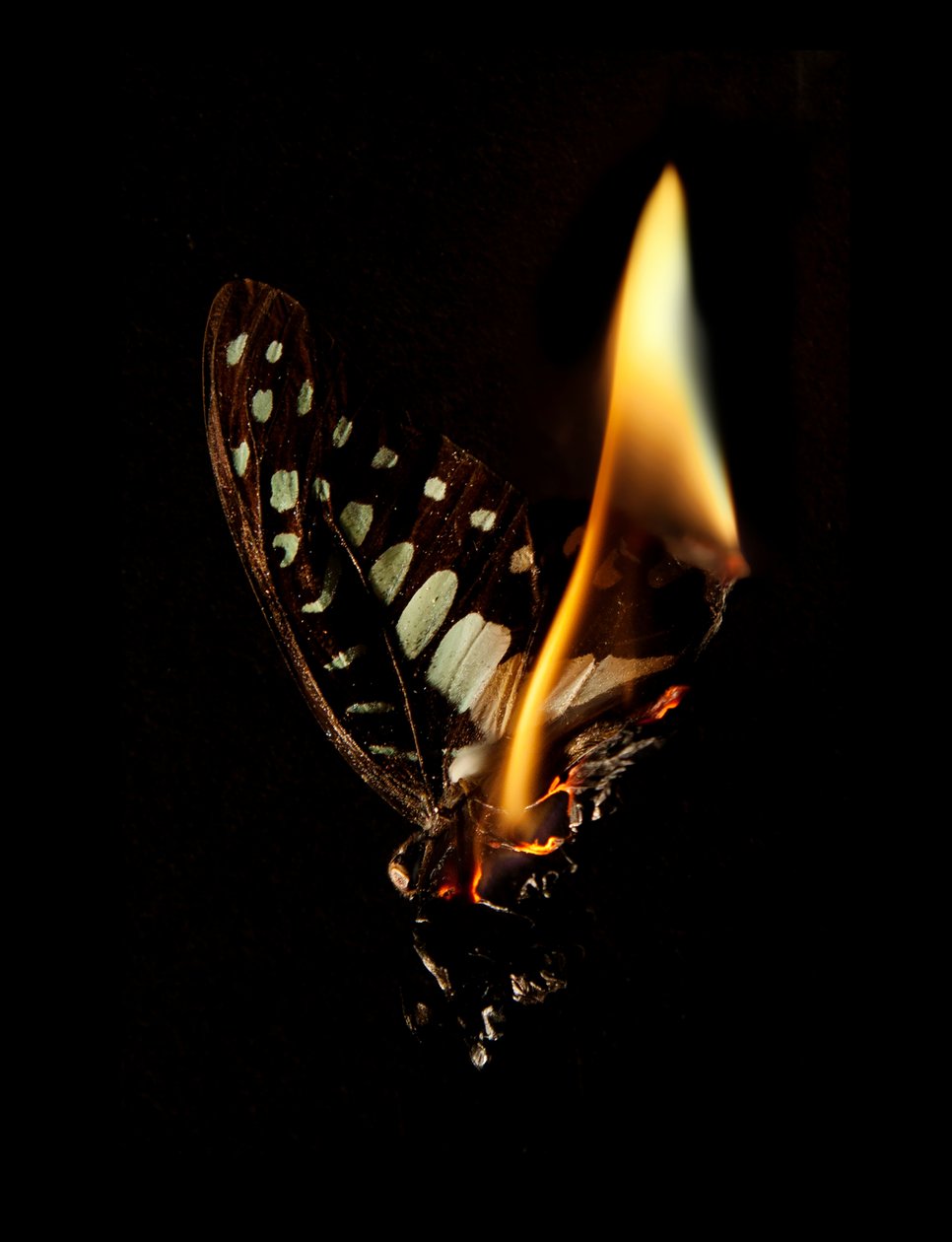Brændende sommerfugl 24, 2013 (Lambda print) af Mat Collishaw