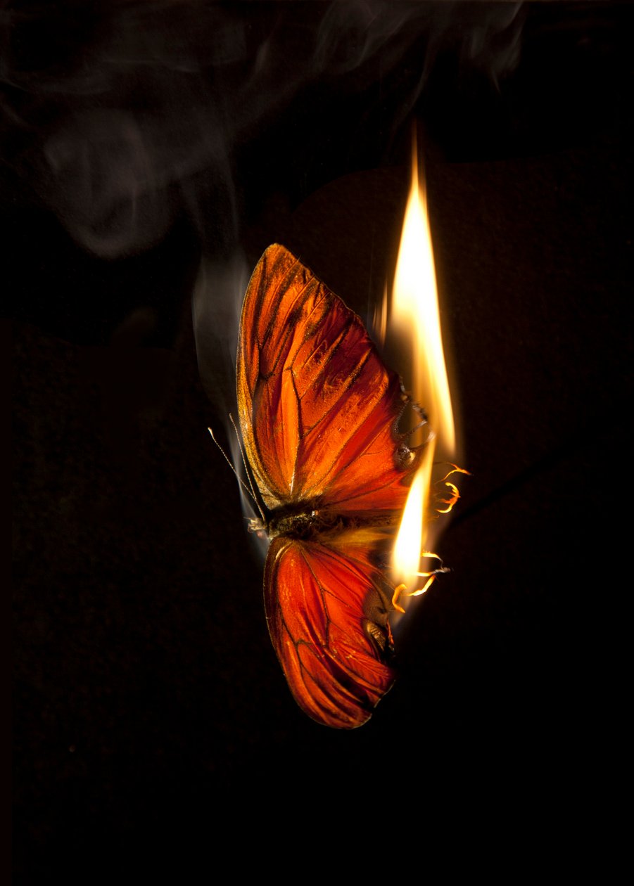Burning Butterfly 2, 2013 (Lambda-print) af Mat Collishaw