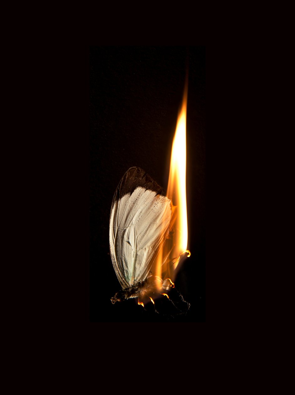 Burning Butterfly 2, 2013 (Lambda-print) af Mat Collishaw