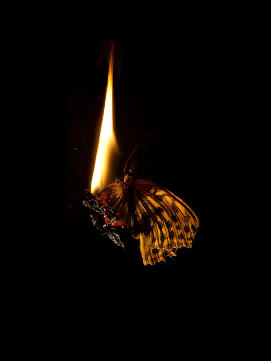 Brændende sommerfugl 6, 2013 (Lambda print) af Mat Collishaw