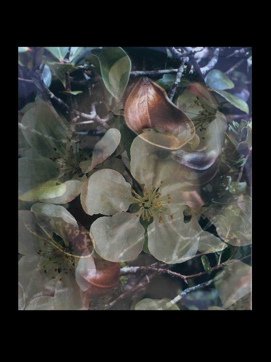 Flesheaters 5 af Mat Collishaw