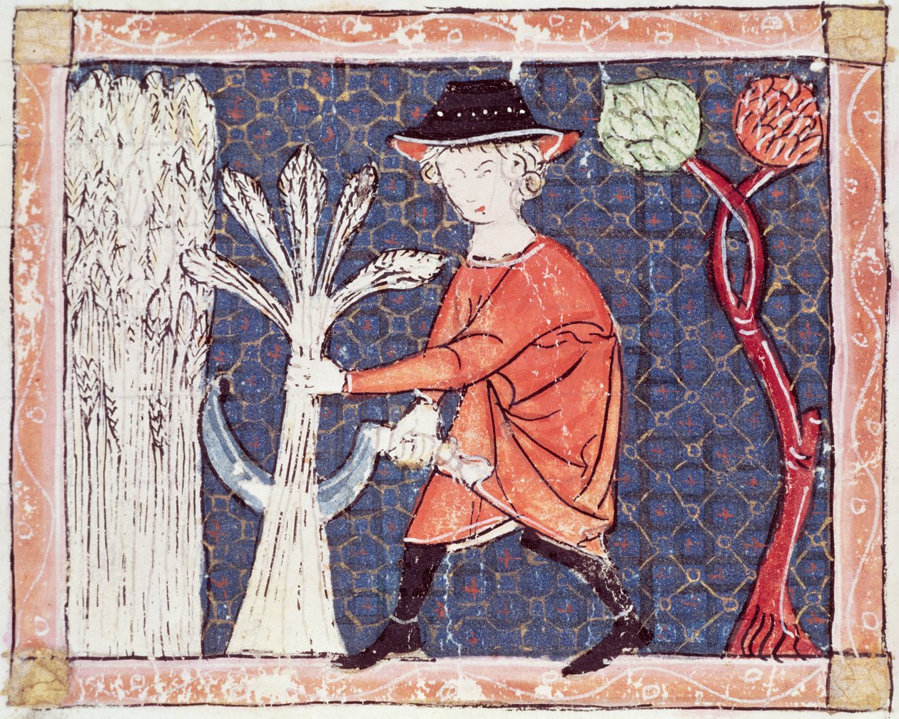 Fol.58v juli: Høsten af Matfre Ermengaut
