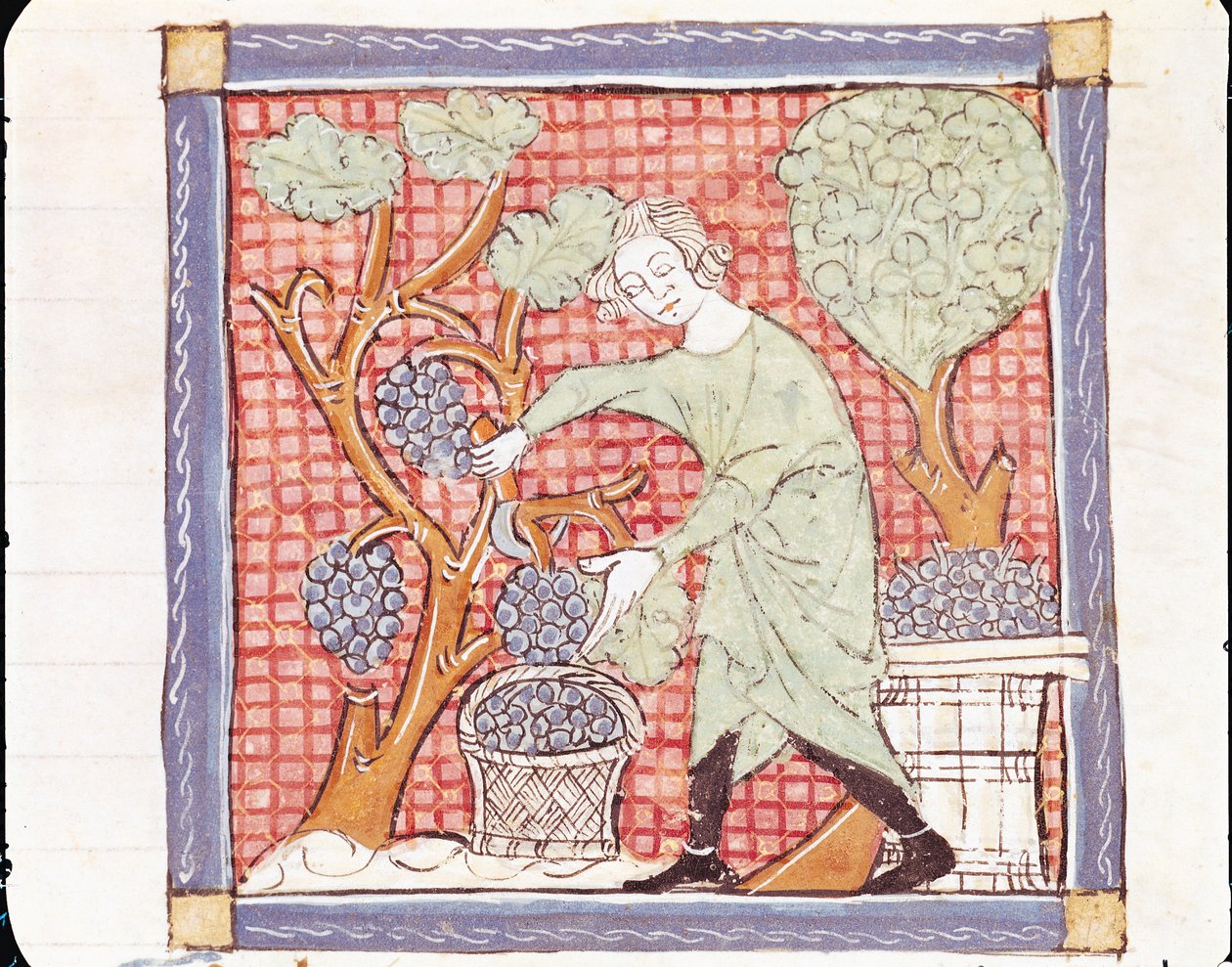 Fol.59r september: Høsten af Matfre Ermengaut