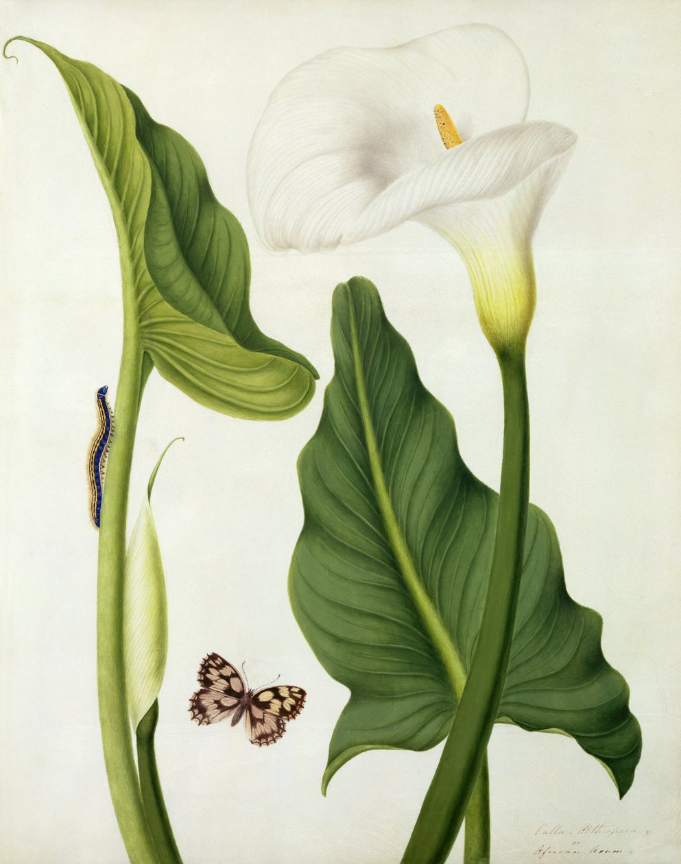 Calla Aethiopica med sommerfugl og larve (wc og gouache over blyant på vellum) af Matilda Conyers