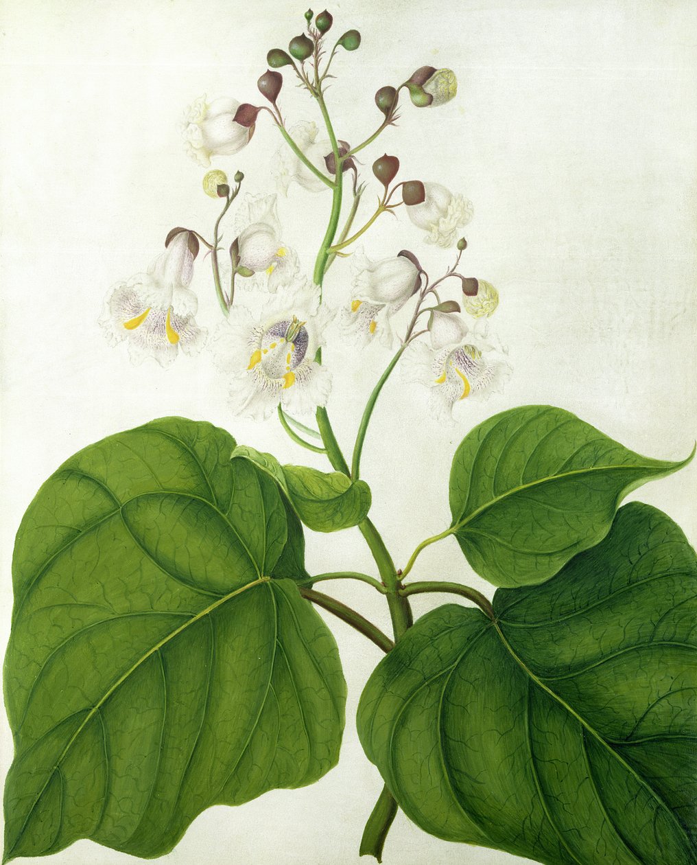 Catalpa Speciosa (wc og gouache over blyant på pergament) af Matilda Conyers