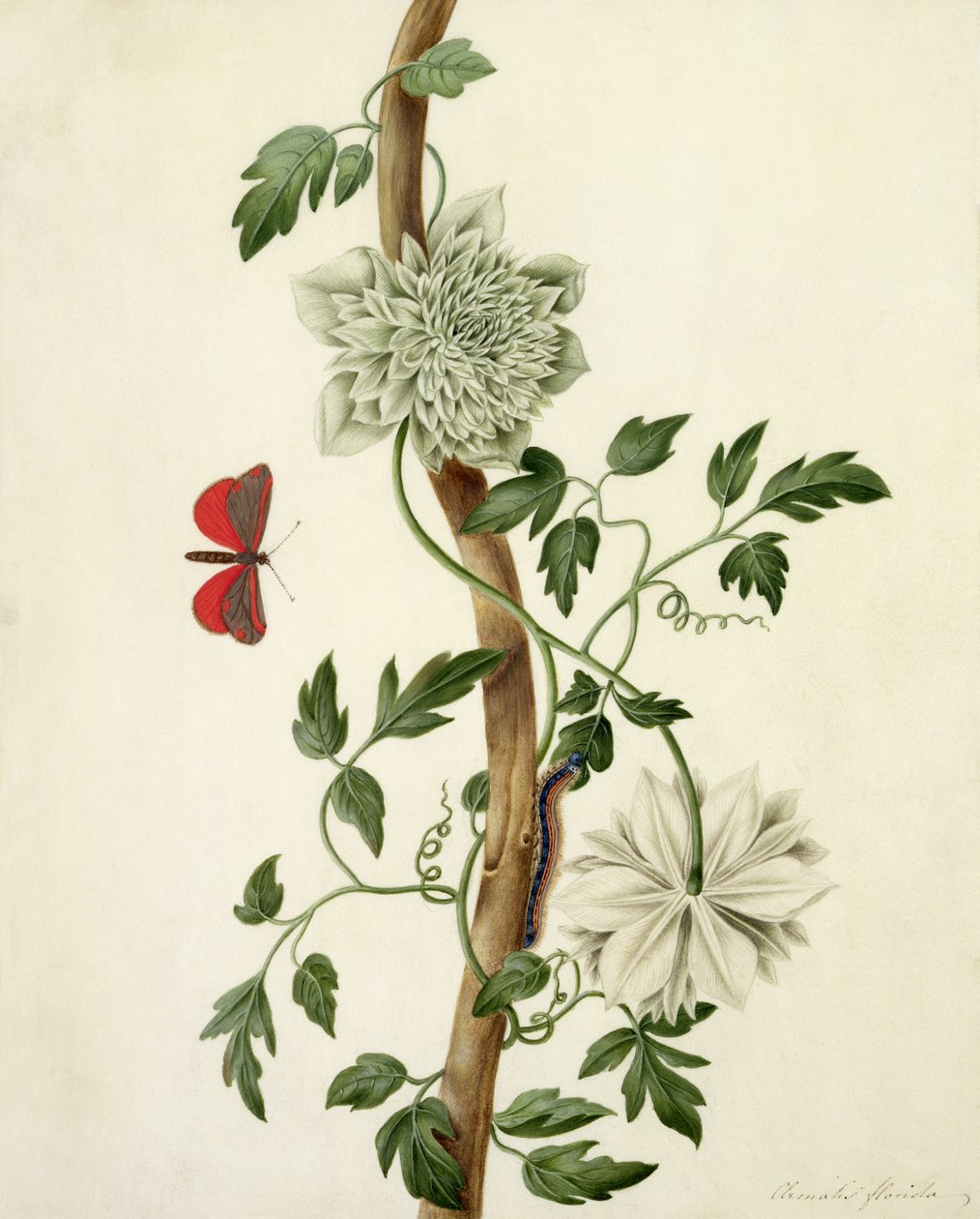Clematis Florida med sommerfugl og larve (gouache over blyant på pergament) af Matilda Conyers