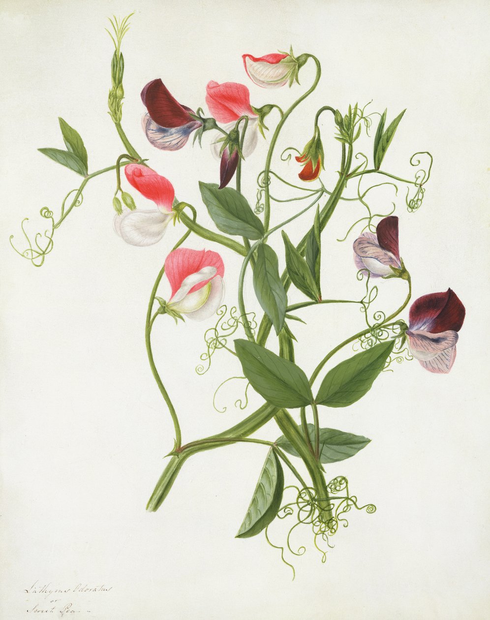 Lathyrus Odoratus (wc og gouache over blyant på pergament) af Matilda Conyers