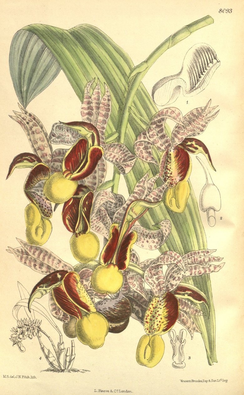 Illustration af Catasetum galeritum af Matilda Smith