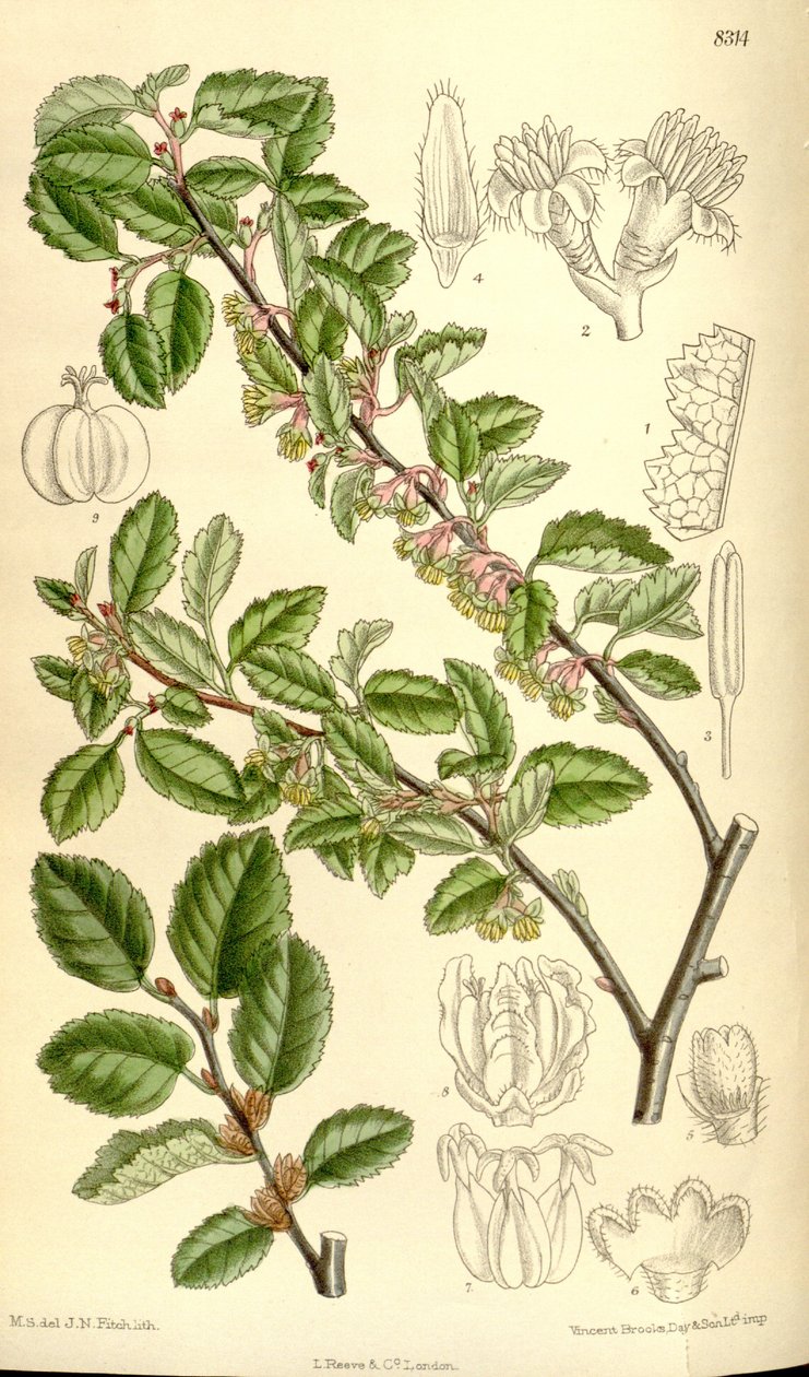 Nothofagus antarctica af J.N. Fitch