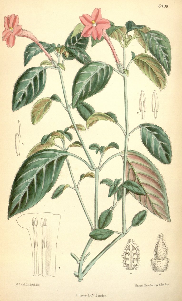 Ruellia portellae af Matilda Smith