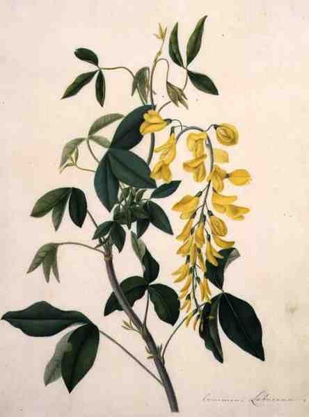 Laburnum Anagyroides (gouache over blyant på pergament) af Matilda Conyers
