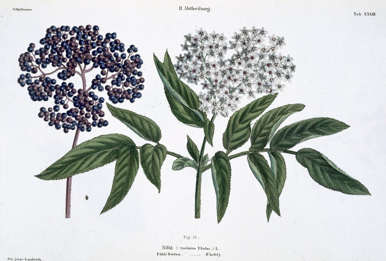 Ældste, fig. 13 fra 