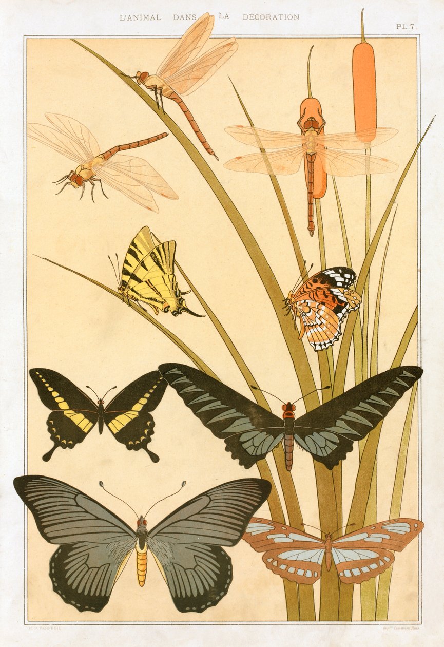 Sommerfugle, pub. 1897. af Maurice Pillard Verneuil