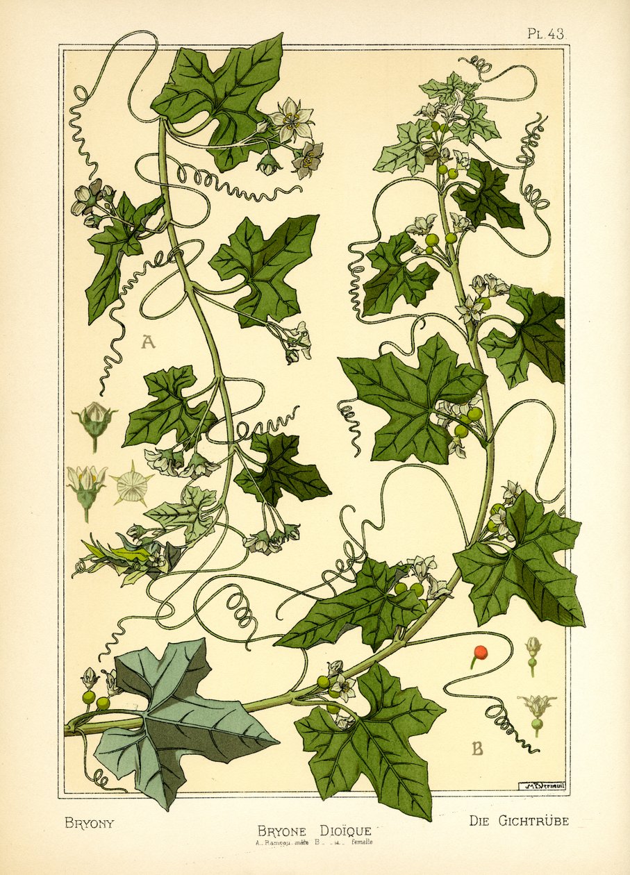 The Bryony (farve litho) af Maurice Pillard Verneuil