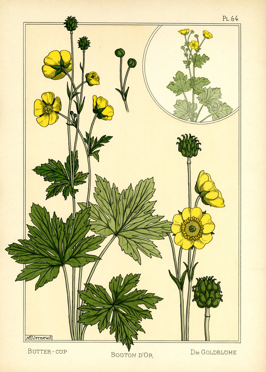 Smørblomsten (farve litho) af Maurice Pillard Verneuil