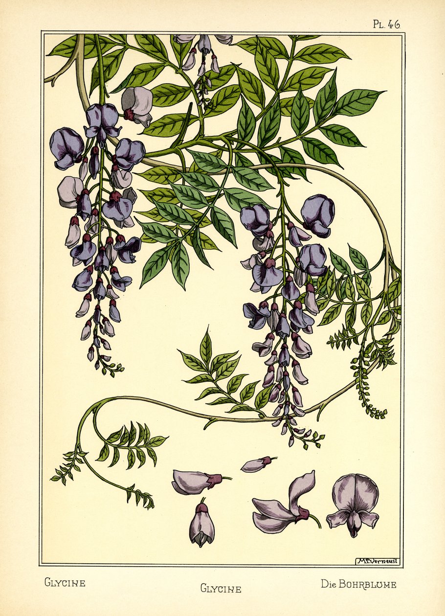 Glycinen (farve litho) af Maurice Pillard Verneuil