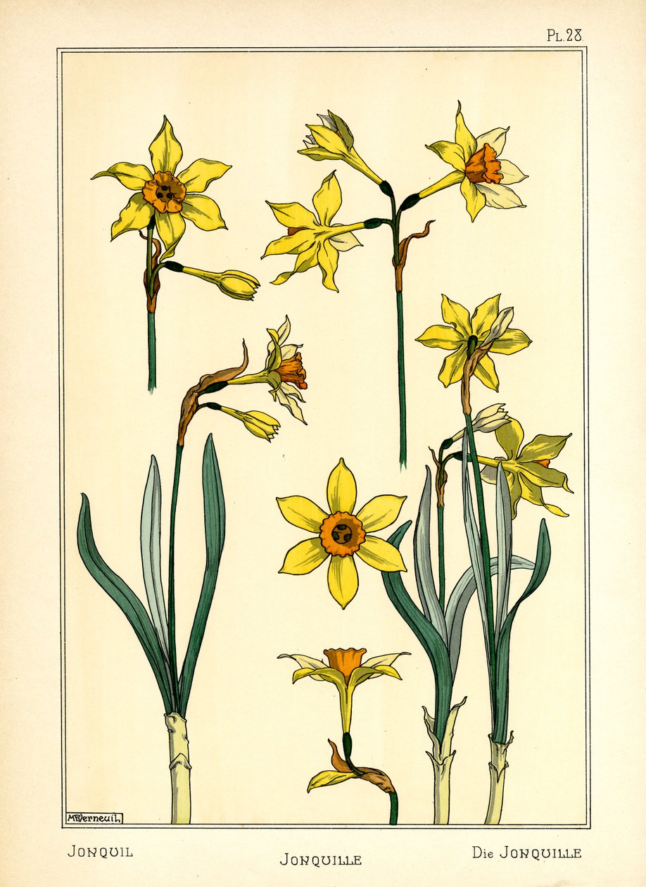 Jonquil (farve litho) af Maurice Pillard Verneuil