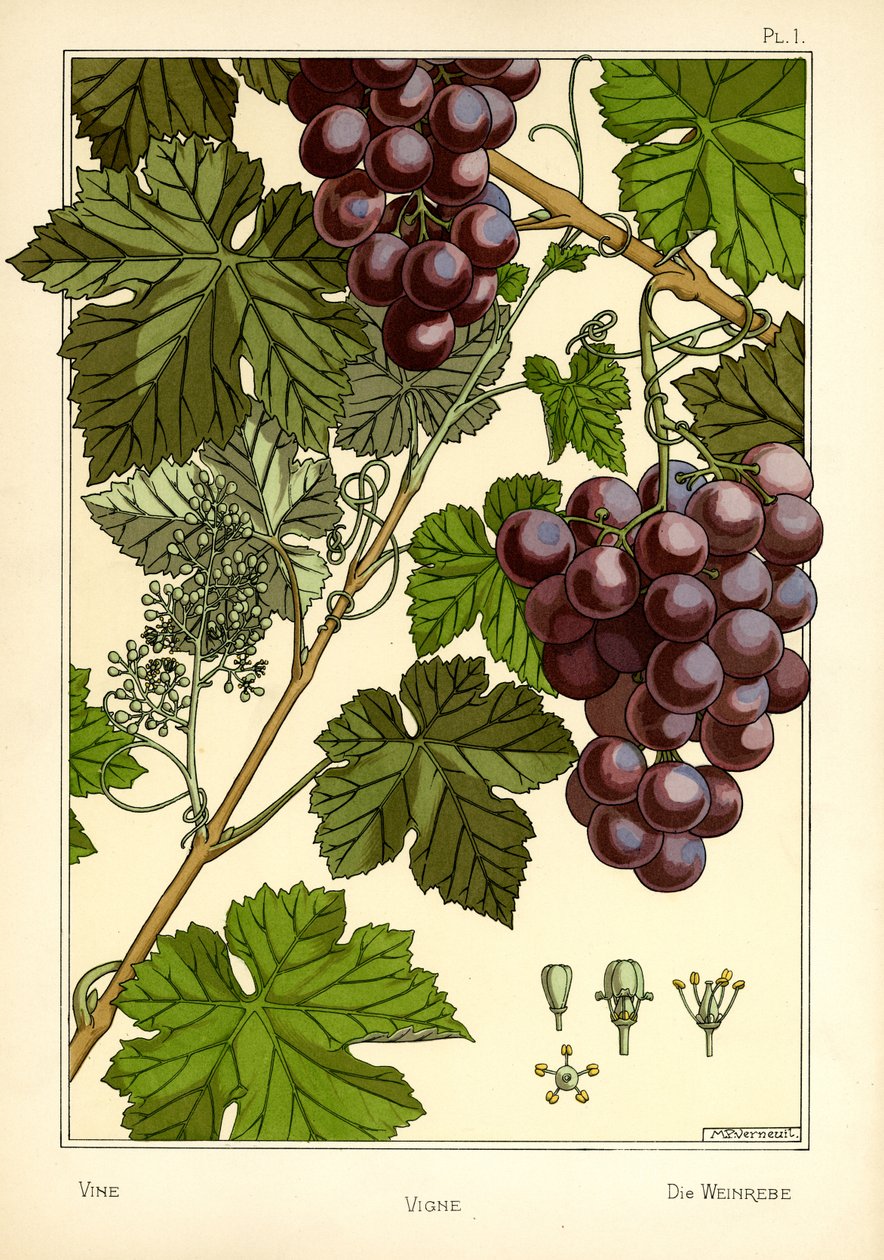 The Vine (farve litho) af Maurice Pillard Verneuil