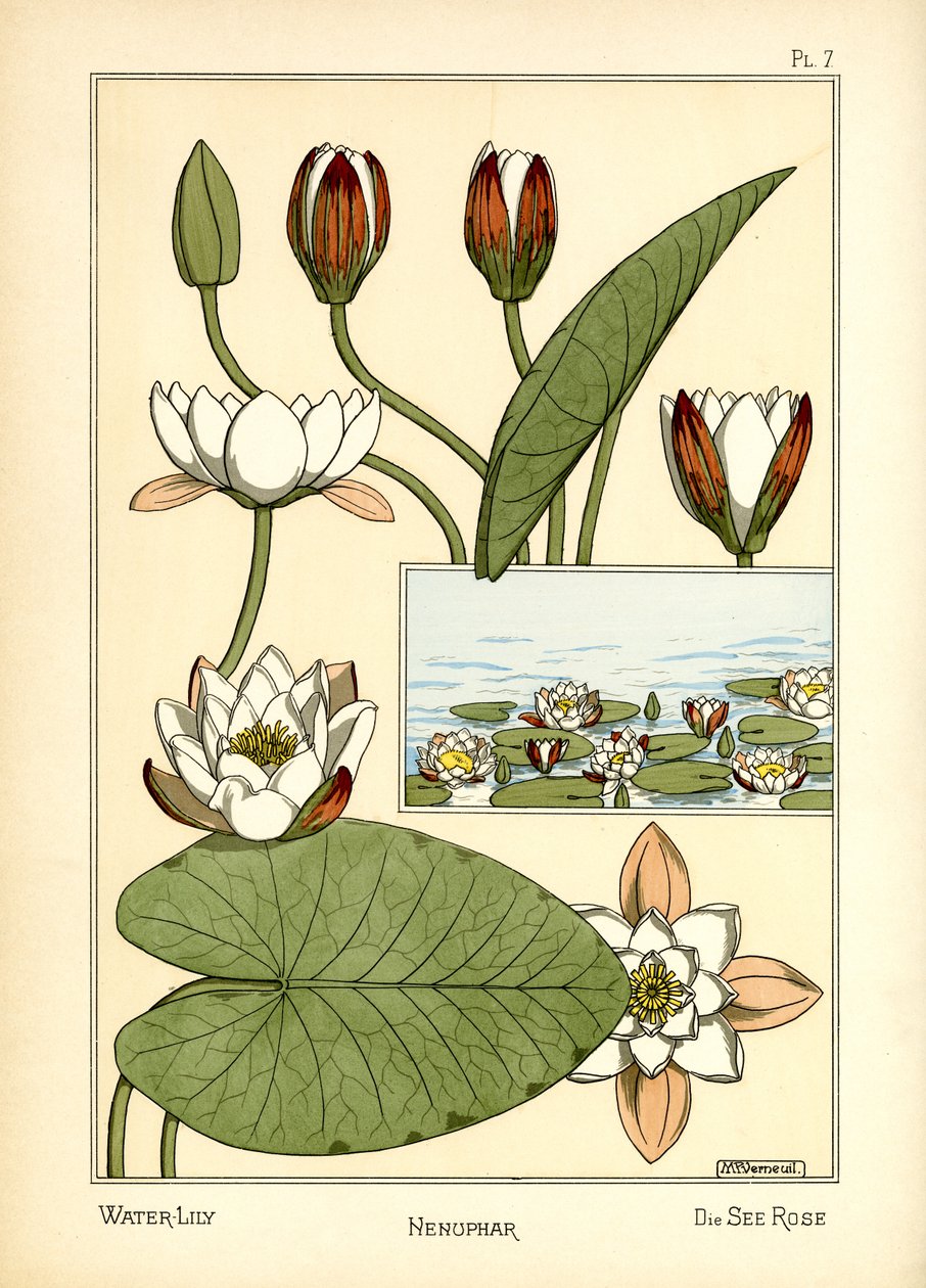 Åkande (farve litho) af Maurice Pillard Verneuil