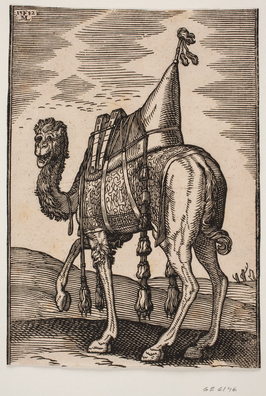 En opsadlet kamel af Melchior Lorck