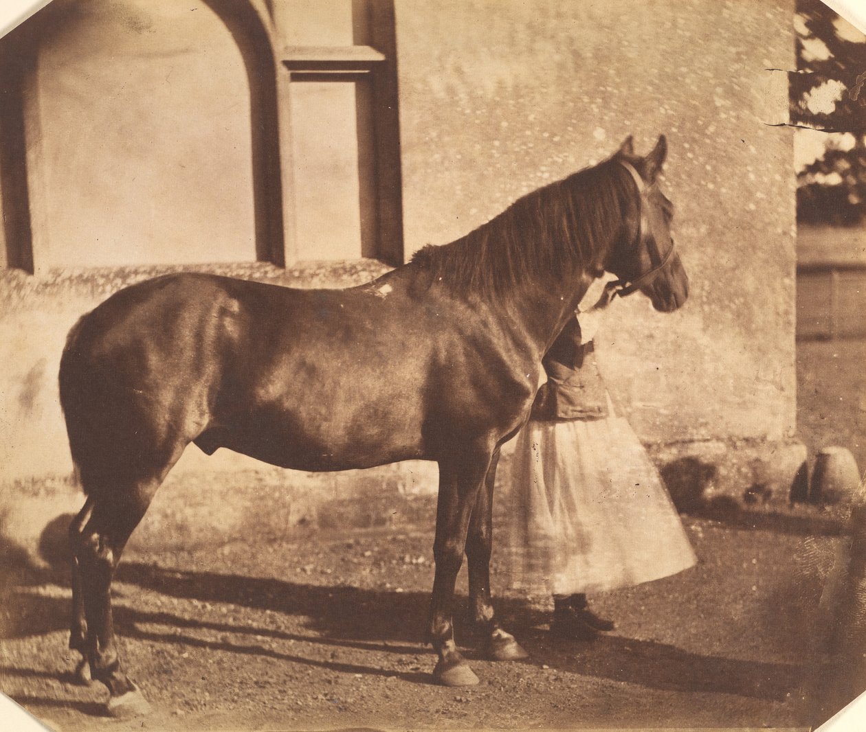 Sultan, midten af 1850