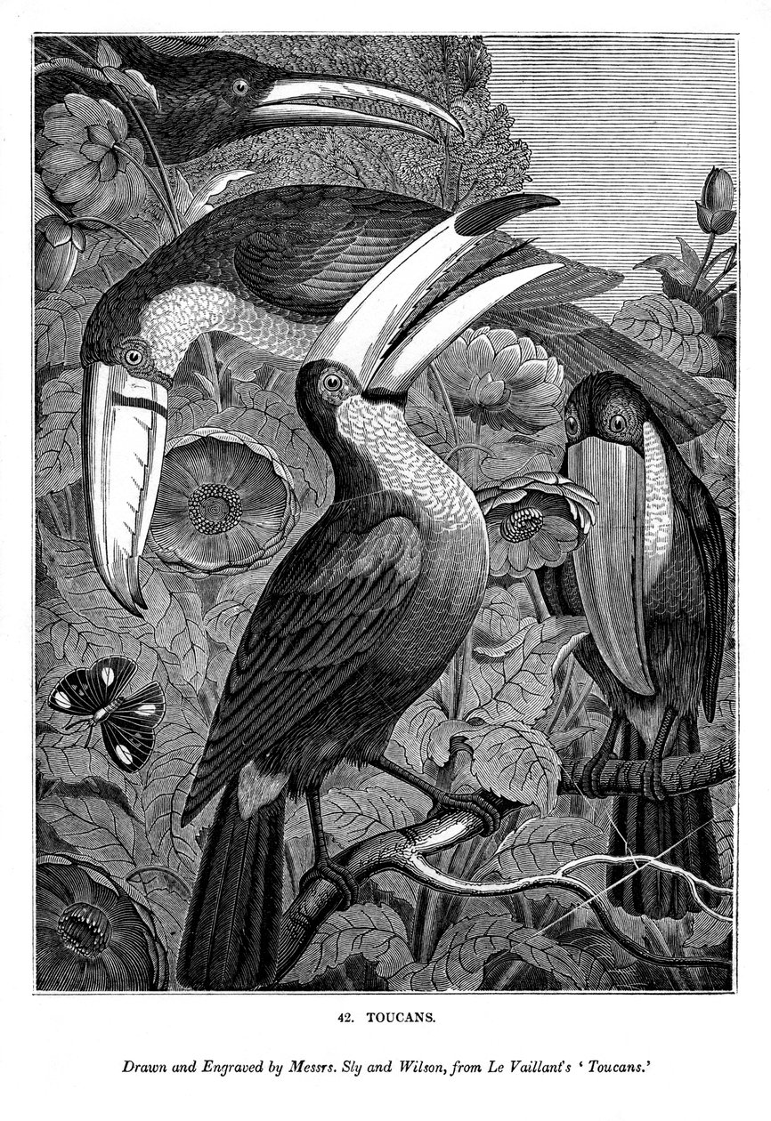 Tukaner, c1770-1820 1843 af Messrs Sly and Wilson