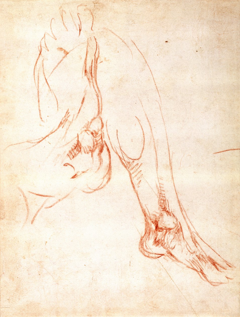 Studie af et underben og en fod (rødt kridt på papir) (recto) af Michelangelo Buonarroti