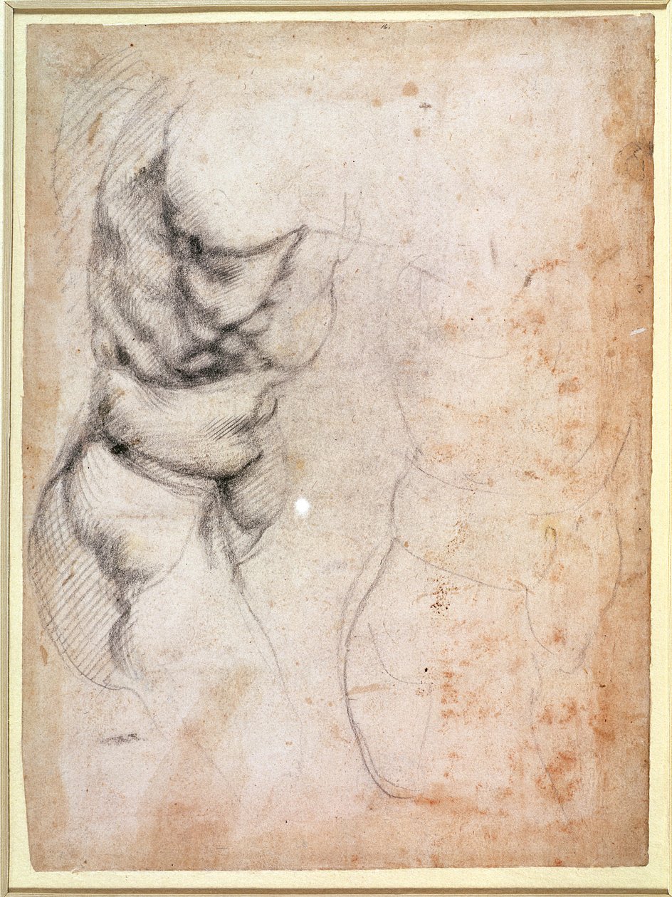Undersøgelse af torso og balde (kul på papir) (recto) af Michelangelo Buonarroti