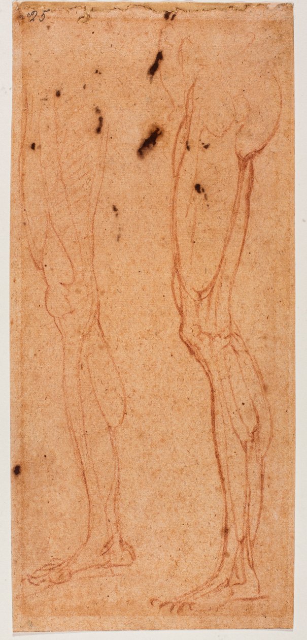 Undersøgelse af ben af Michelangelo (after) Buonarroti