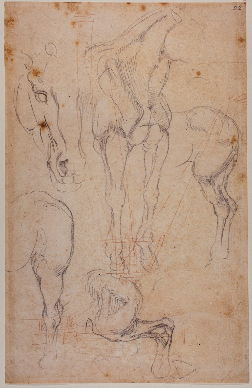 Anatomiske studier af en hest af Michelangelo Buonarroti