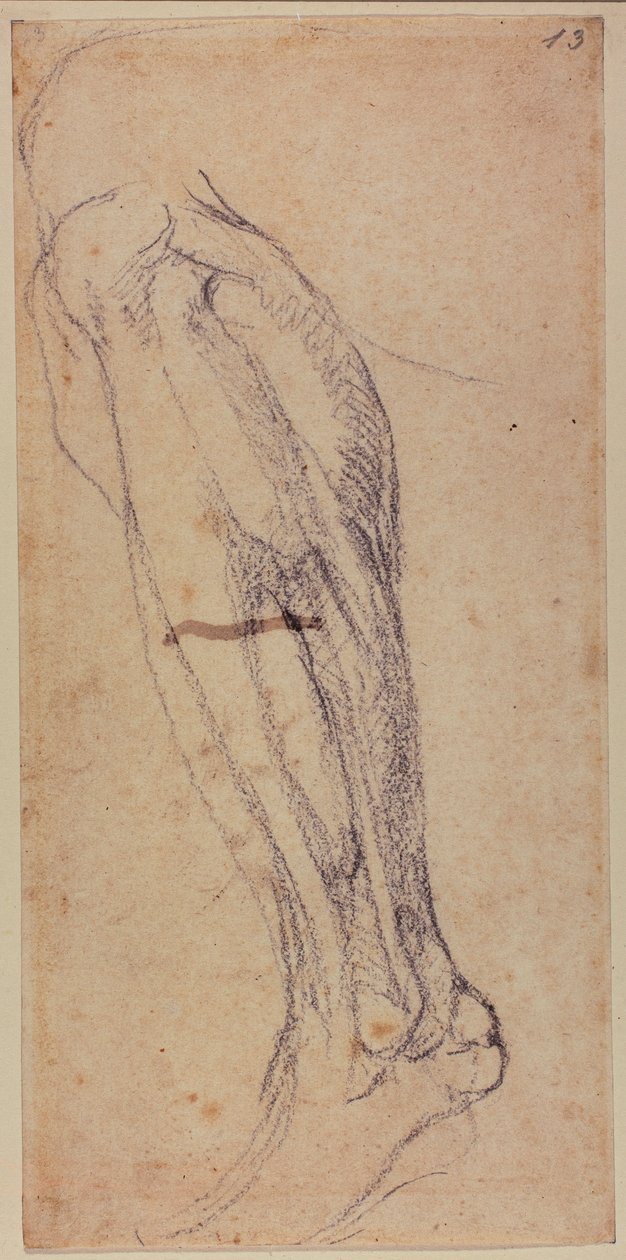 Undersøgelse af ben af Michelangelo Buonarroti
