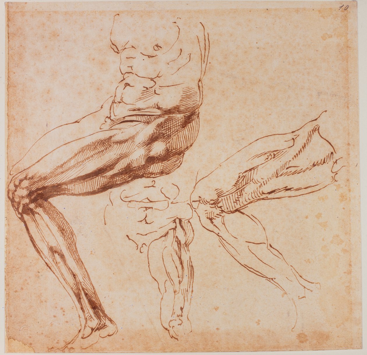 Studier af ben af Michelangelo Buonarroti