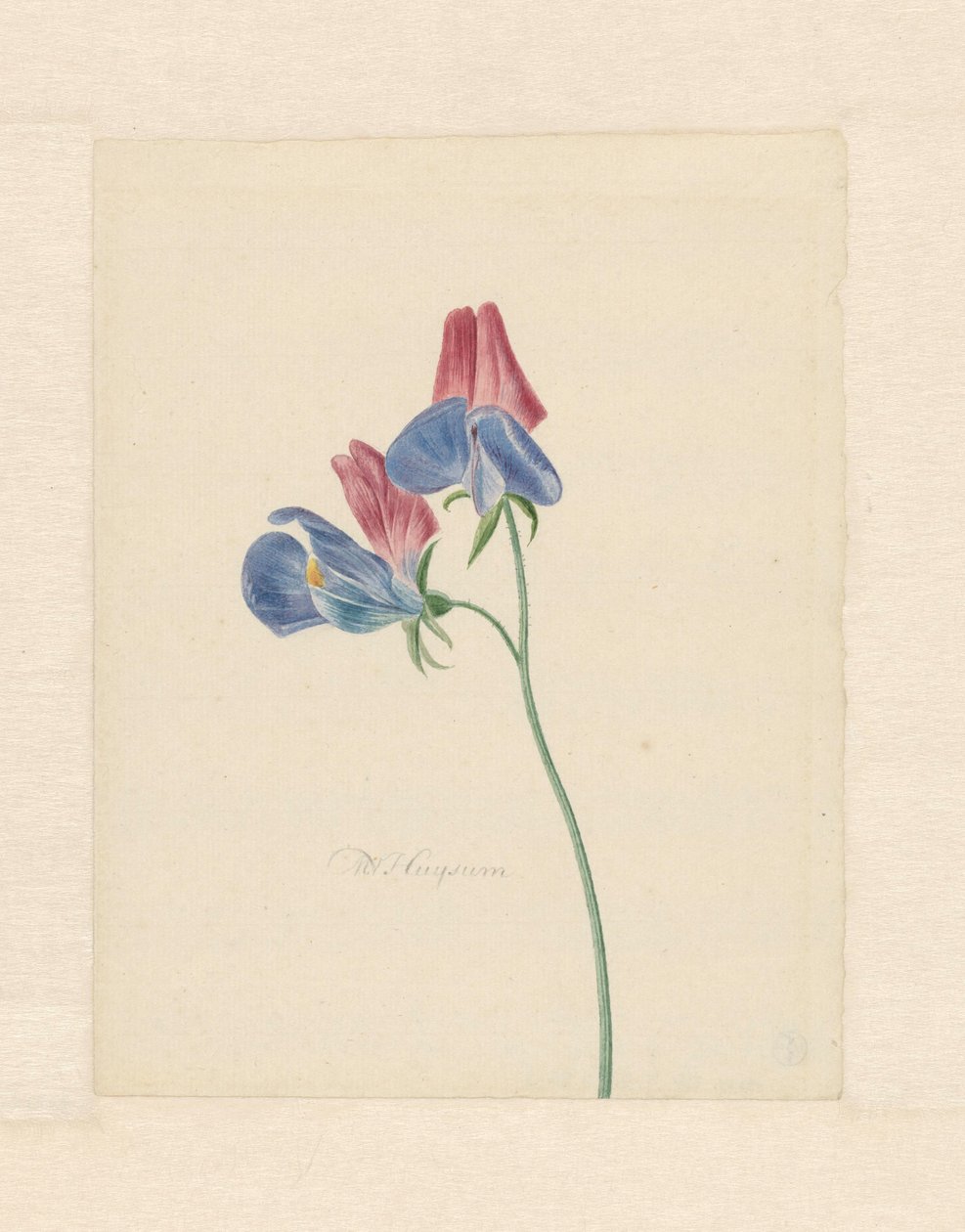 Gren med to blomster af Michiel Van Huysum