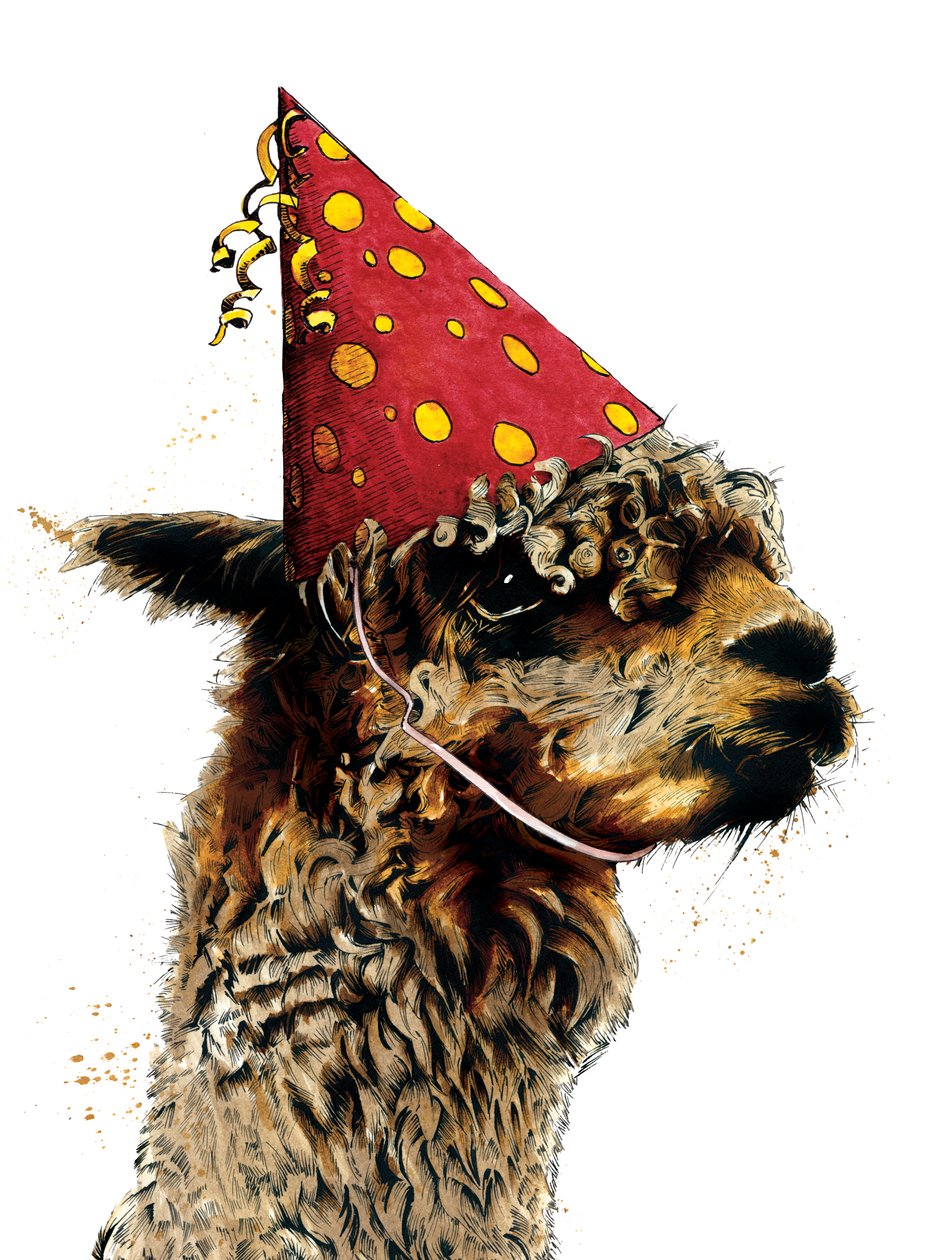 Fødselsdag Alpaca på hvidt, 2020 af Mike Davis