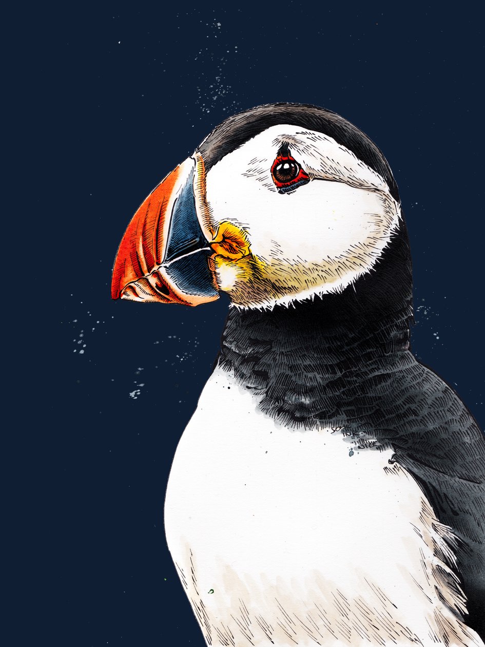 Clive The Puffin på Midnight Blue, 2020 af Mike Davis
