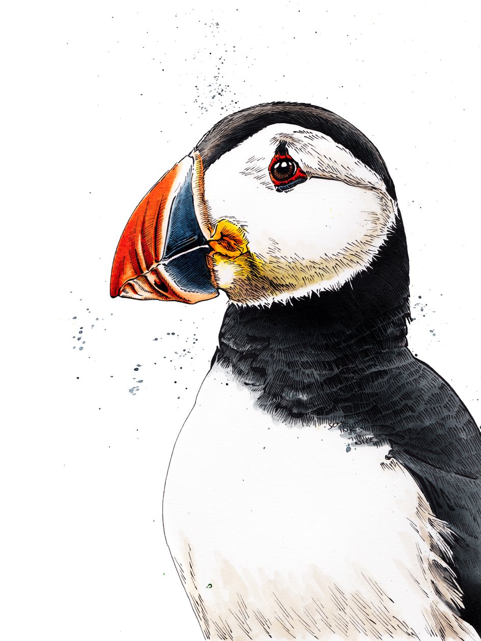 Clive The Puffin on White, 2019 af Mike Davis