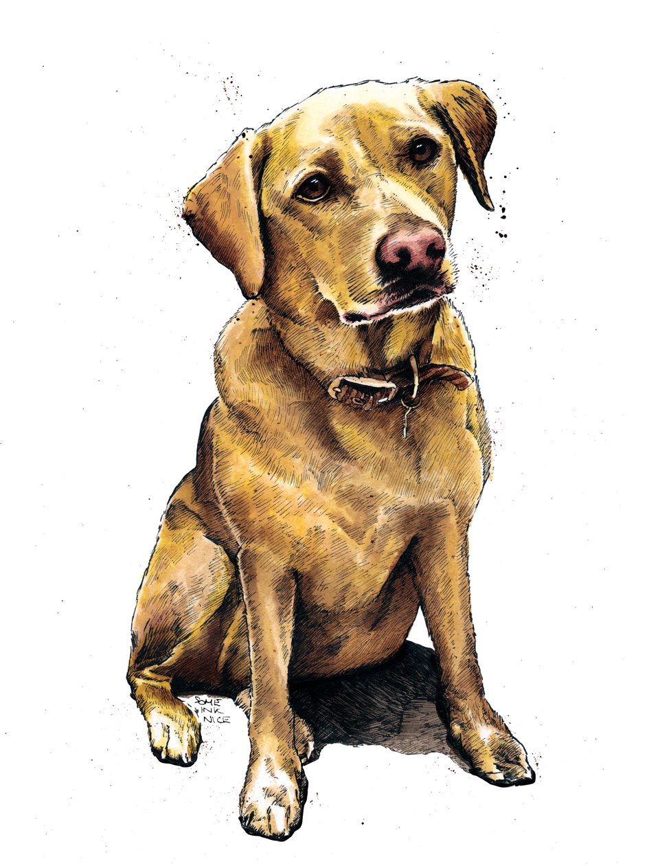 Daisy The Labrador on White, 2020 af Mike Davis