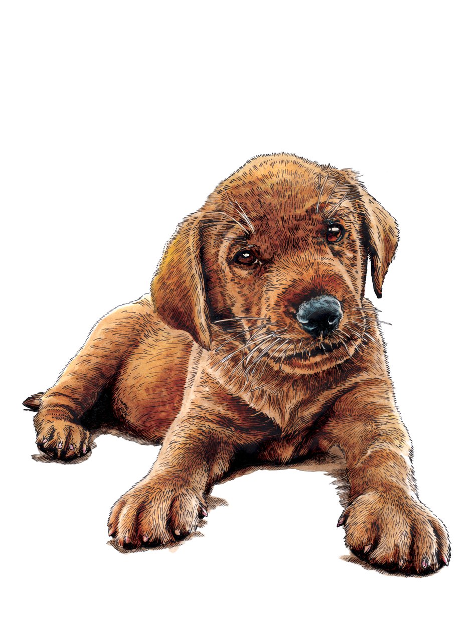 Marge The Puppy on White, 2021 af Mike Davis
