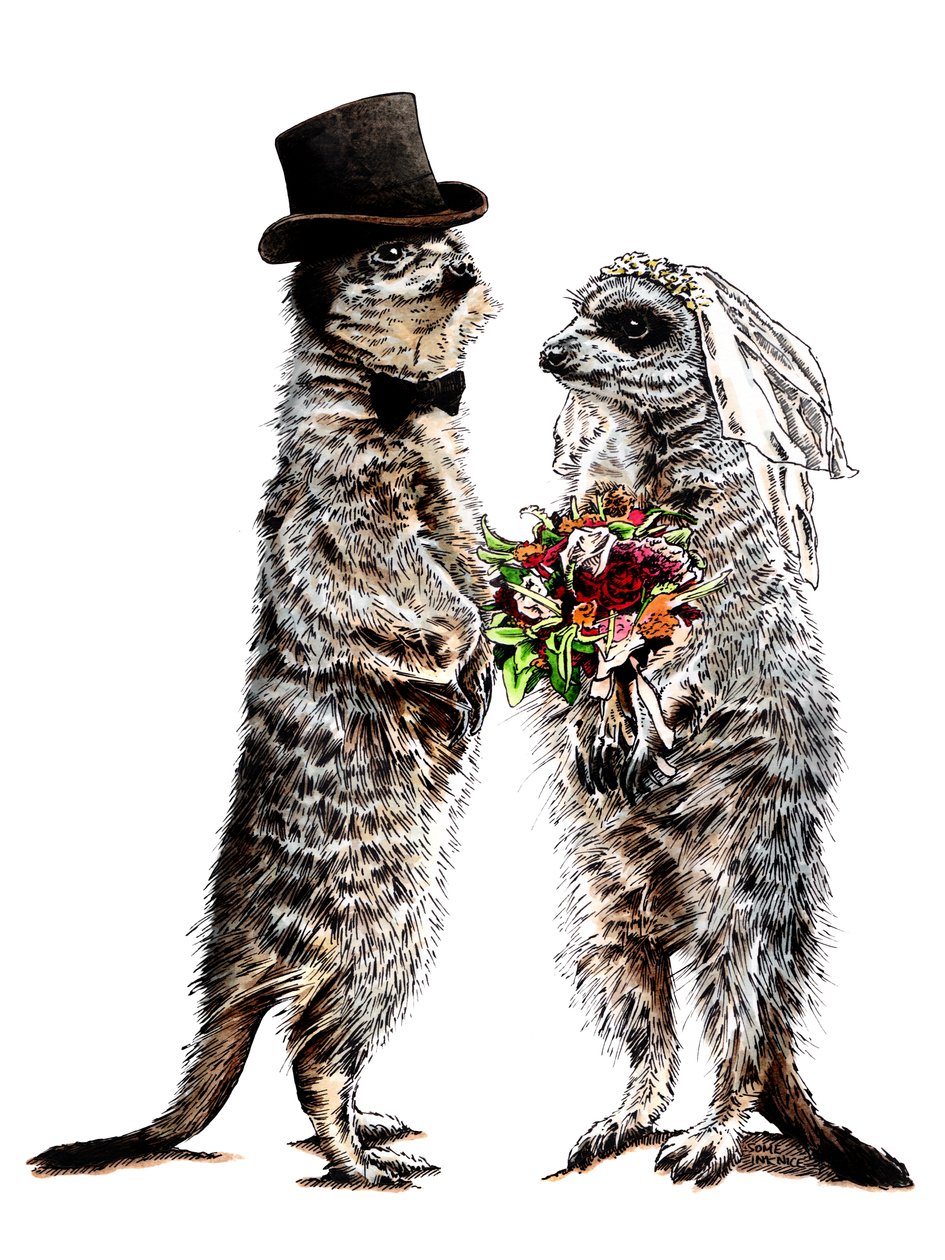 Gift Meerkats on White, 2020 af Mike Davis