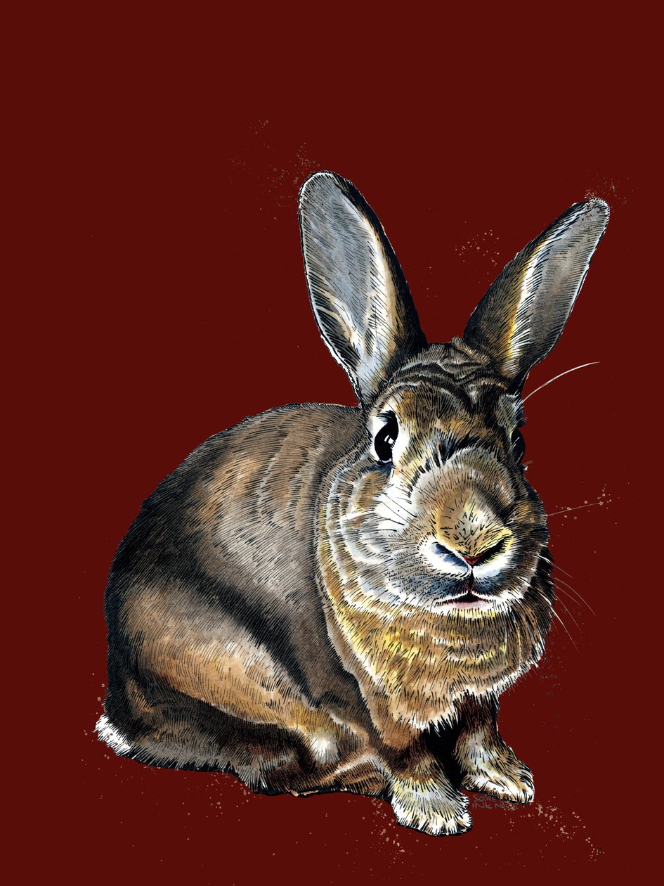 Meg The Bunny på Red Oxide, 2020 af Mike Davis