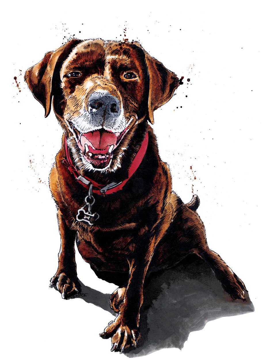 Nessa The ChocLab on White, 2020 af Mike Davis