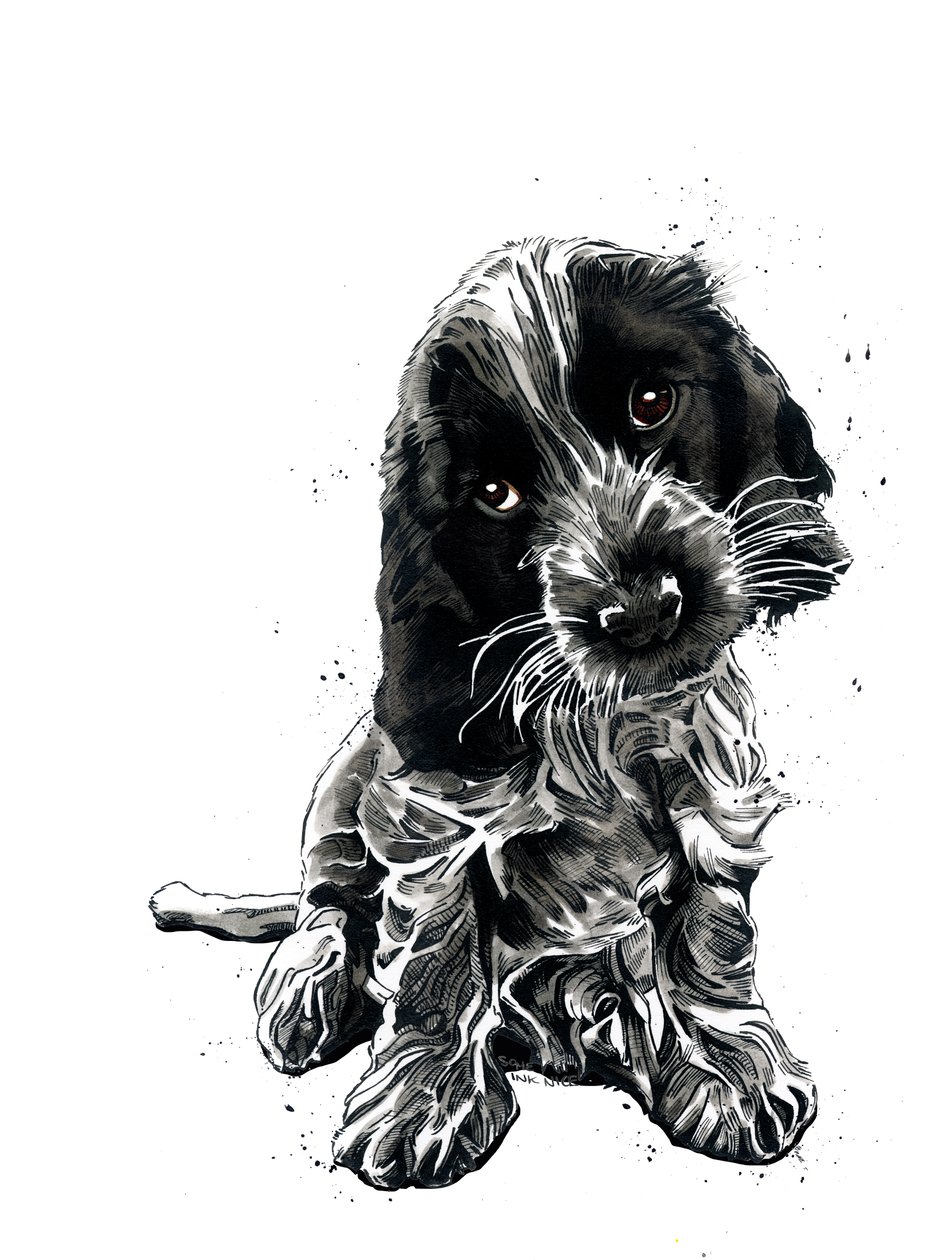 Rosie The Cocker Spaniel på hvidt, 2019 af Mike Davis