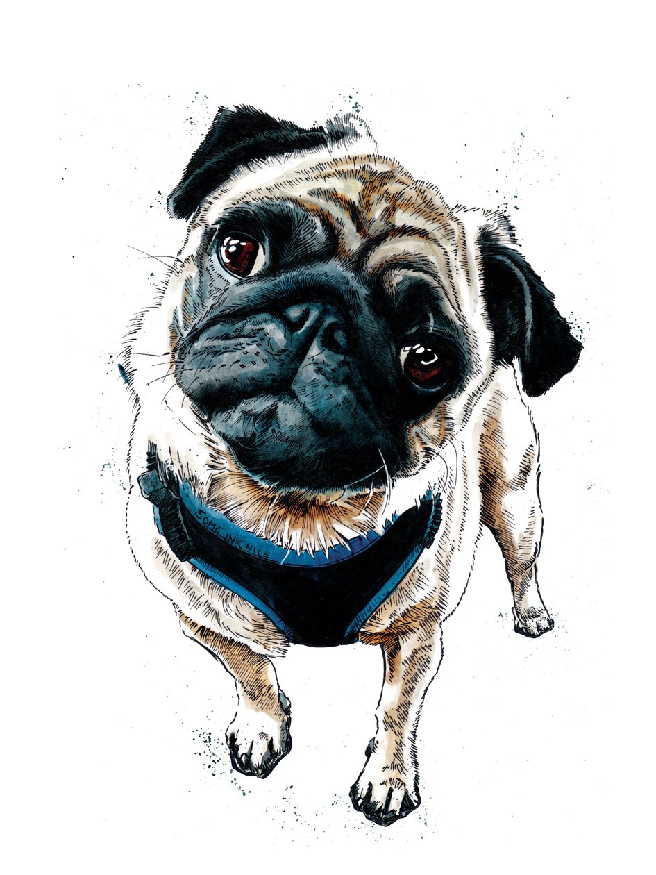Teddy The Pug on White, 2019 af Mike Davis